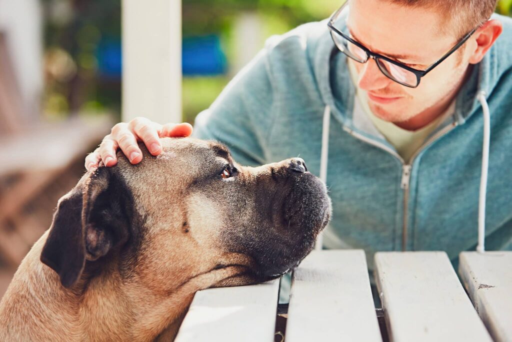 Becoming Certified in Pet Loss Counseling Everything You Need to Know